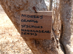 Strychnos madagascariensis