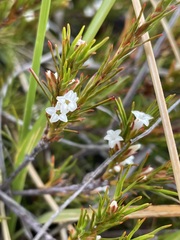 Dracophyllum