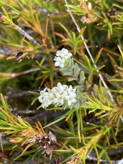 Pimelea oreophila