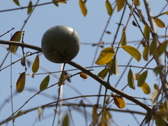 Strychnos madagascariensis