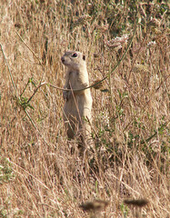 Spermophilus citellus
