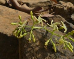 Anodendron parviflorum