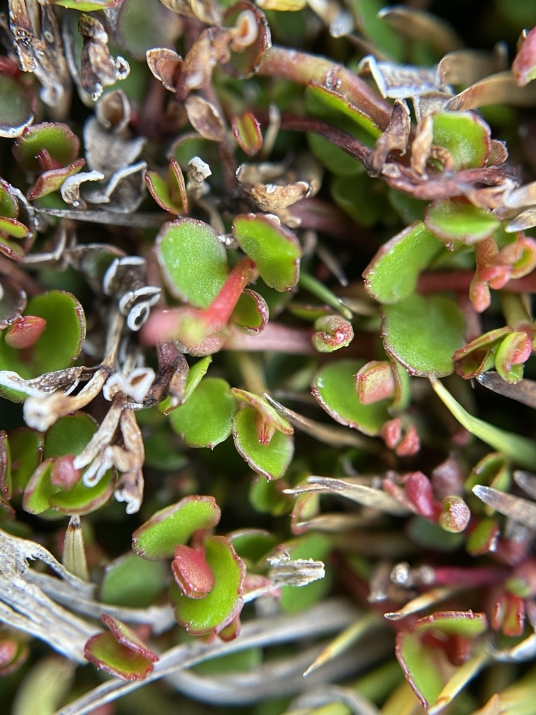 creeping raspwort from Pisa Conservation Area, Queenstown-Lakes, Otago ...