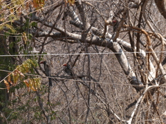 Lophoceros alboterminatus