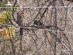 Lophoceros alboterminatus