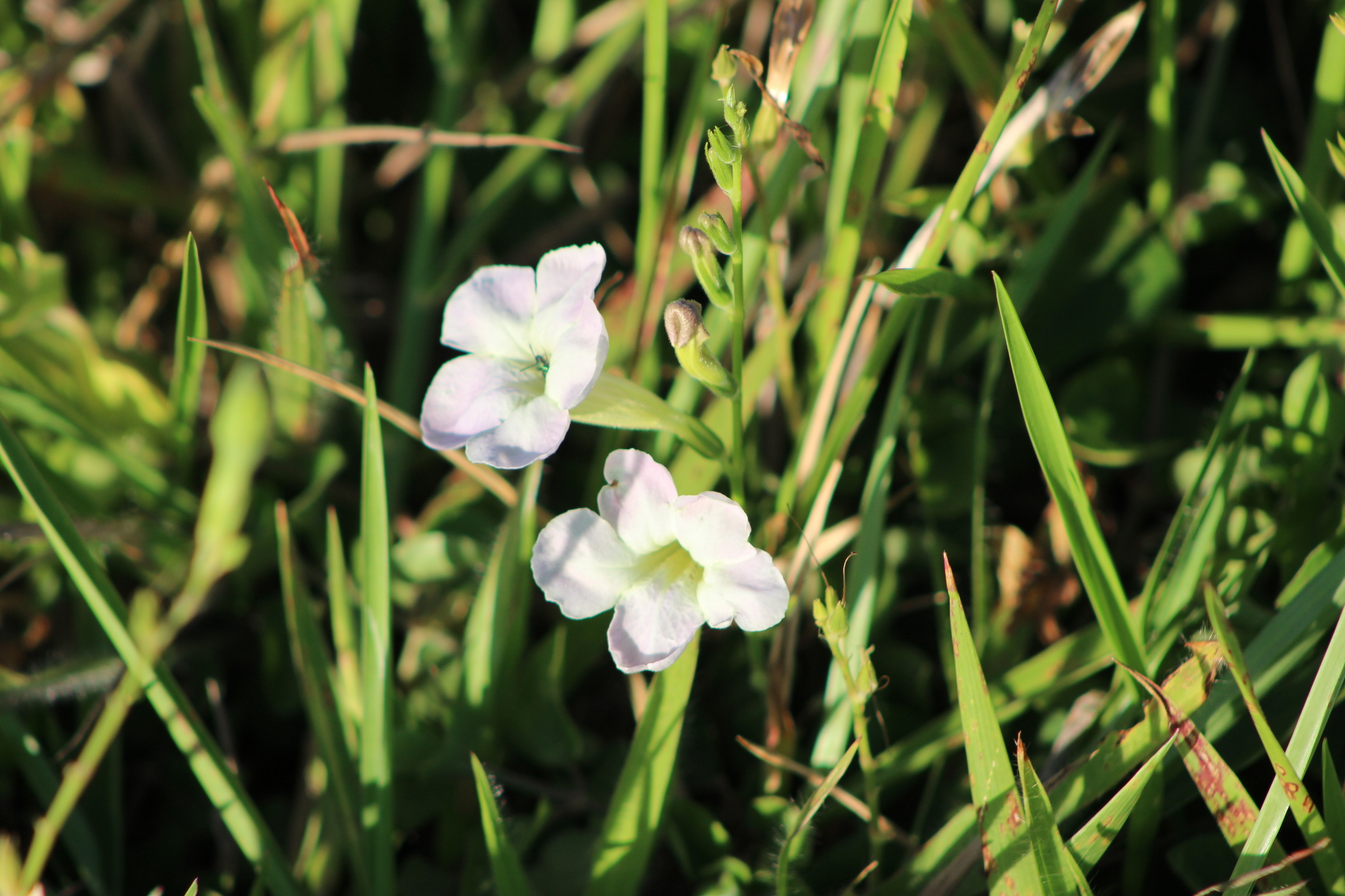 Asystasia gangetica