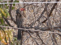 Lophoceros alboterminatus