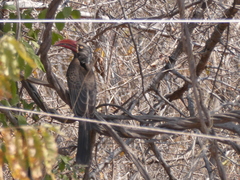 Lophoceros alboterminatus