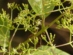 Anodendron parviflorum