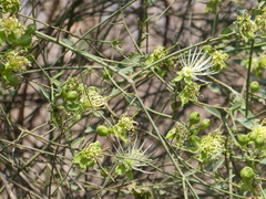 Maerua juncea