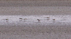 Calidris falcinellus