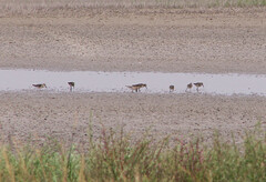 Calidris falcinellus