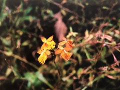 Epidendrum radicans image