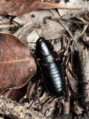 Eurycotis floridana