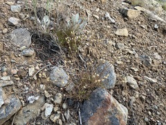 Eremogone capillaris