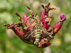 Bembecia ichneumoniformis