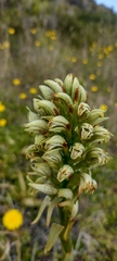 Chloraea leptopetala