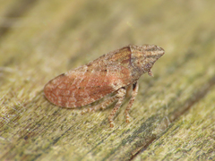 Tettigometra