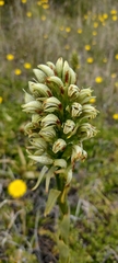 Chloraea leptopetala