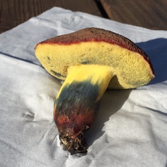 Xerocomellus dryophilus