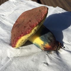 Xerocomellus dryophilus