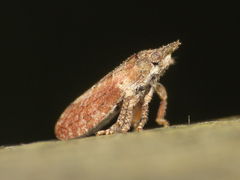 Tettigometra