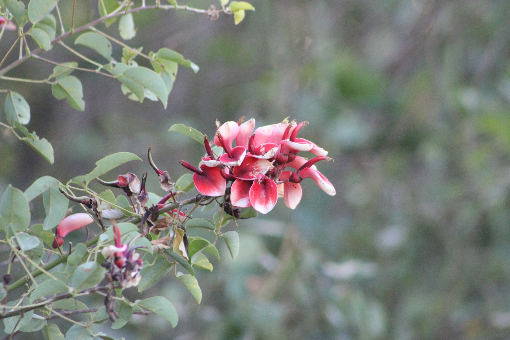Erythrina crista-galli