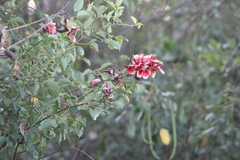 Erythrina crista-galli