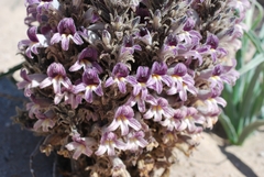 Aphyllon cooperi