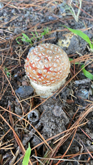 Amanita muscaria flavivolvata
