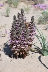 Aphyllon cooperi