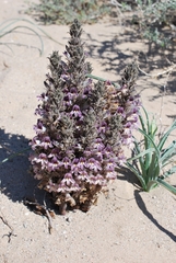 Aphyllon cooperi