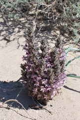 Aphyllon cooperi