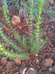 Crassula lanceolata