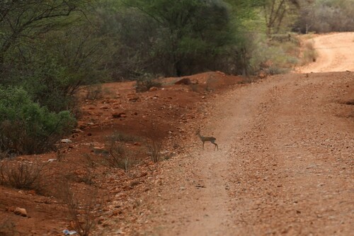 Günther's Dik-dik