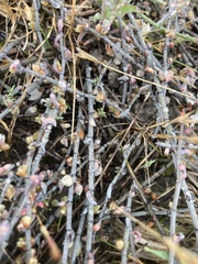 Muehlenbeckia ephedroides