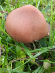 Fungi