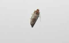 Argyroploce chlorosaris