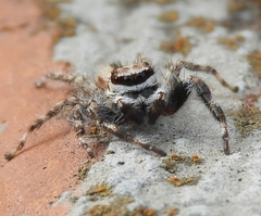 Menemerus bivittatus