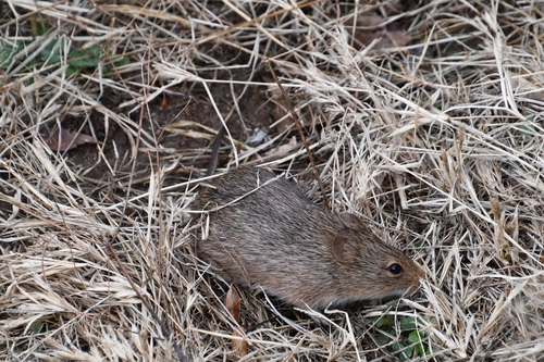 Yellow-nosed Cotton Rat