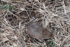 Sigmodon ochrognathus