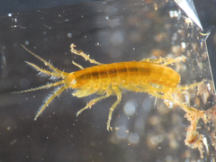 Gammarus elvirae