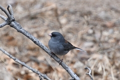 Junco hyemalis caniceps