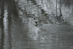 Mergus merganser merganser