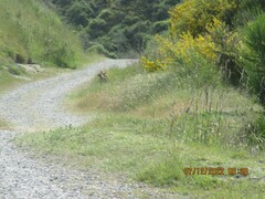 Oryctolagus cuniculus cuniculus