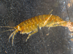 Gammarus elvirae