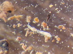 Copepoda