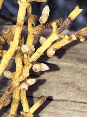 Phoradendron juniperinum