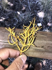 Phoradendron juniperinum