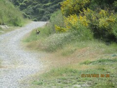 Oryctolagus cuniculus cuniculus